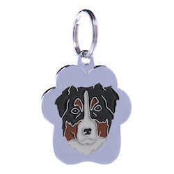 Australian Shepherd