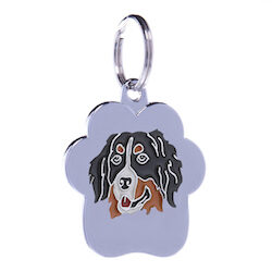 Bernese Mountain Dog