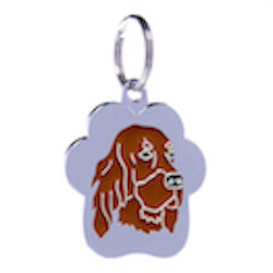 Irish Setter